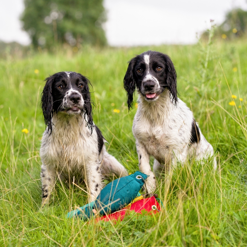 Gundog Training Near Me