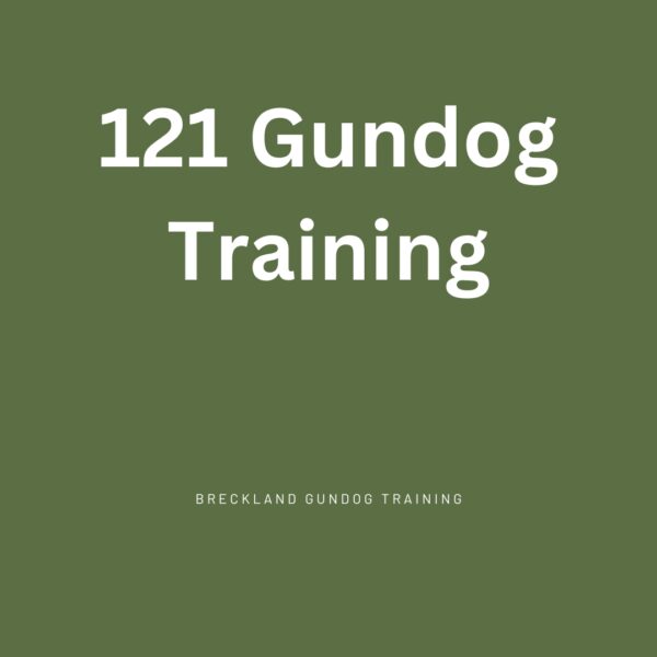 121 Gundog Training Sessions with Steve