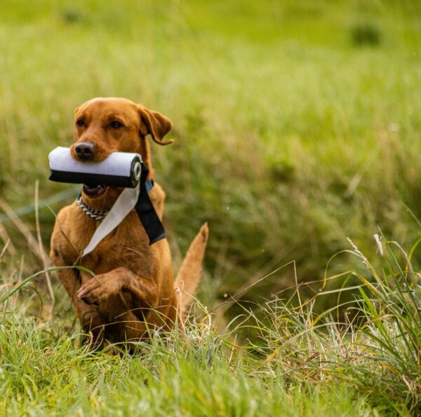 6 Week Beginners Gundog Course