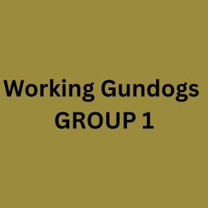 Sunday WORKING Gundogs - Group 1