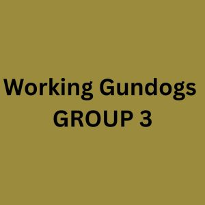 Sunday WORKING Gundogs - Group 3