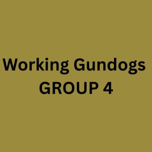 Sunday WORKING Gundogs - Group 4