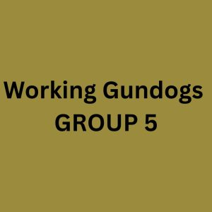 Sunday WORKING Gundogs - Group 5