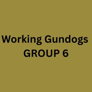 Sunday WORKING Gundogs - Group 6