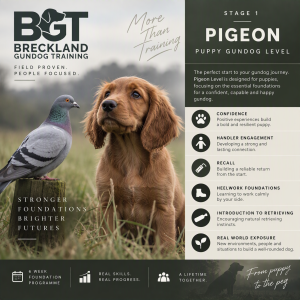 6 Week Puppy Gundog Course (NON TREAT BASED) With Steve