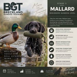 6 Week Beginners Gundog Course With Steve