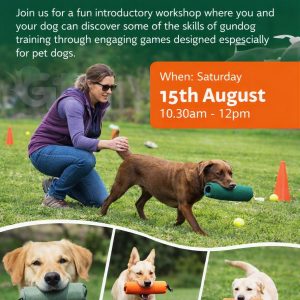 Learn, Play & Retrieve: Pet Gundog Games Introduction Workshop With Emily